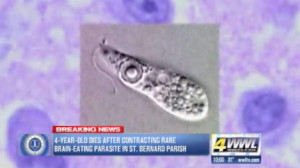 brain eating amoeba